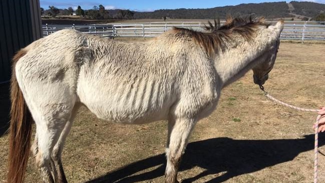 Buckskin horse found severely underweight at a property at Tabulam, near Casino