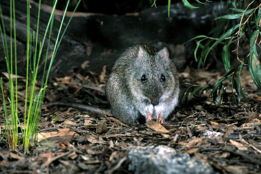 A Gilbert's Potoroo at night.