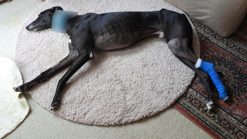 A black greyhound lying down with a blue bandage on its rear leg