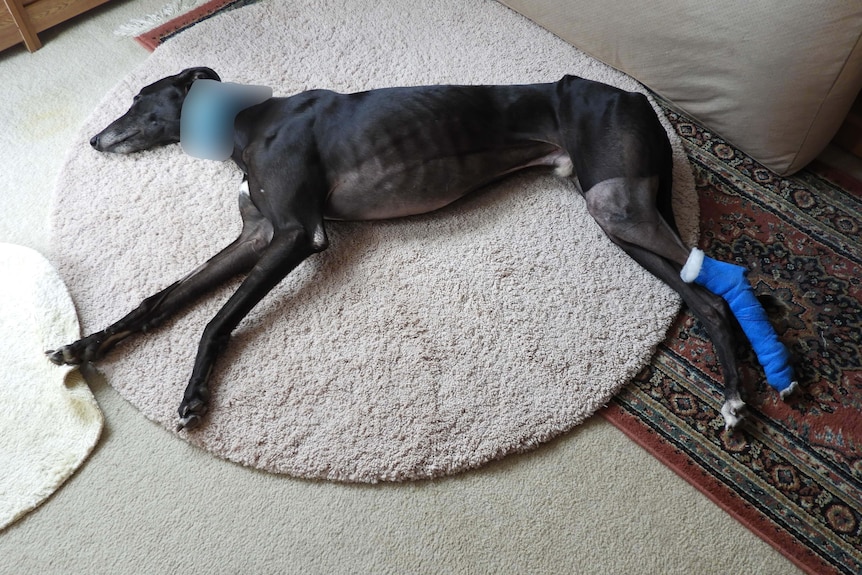 A black greyhound lying down with a blue bandage on its rear leg