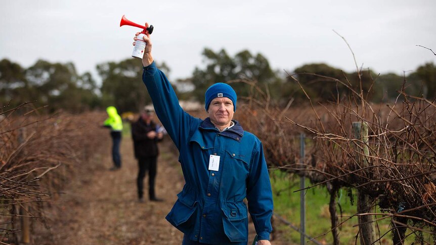 A judge holding an airhorn starts the pruning heats at the SA Pruning Championships in the Barossa.