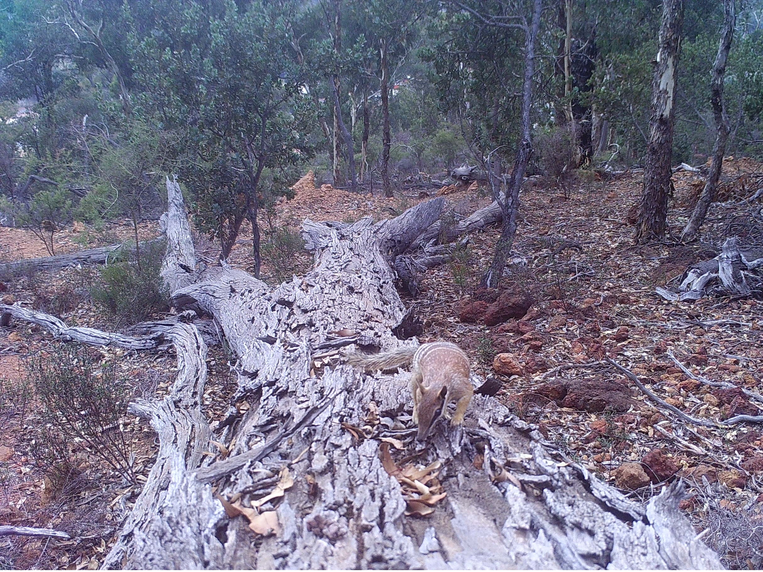 A numbat climbing along a fallen log in the forest. 