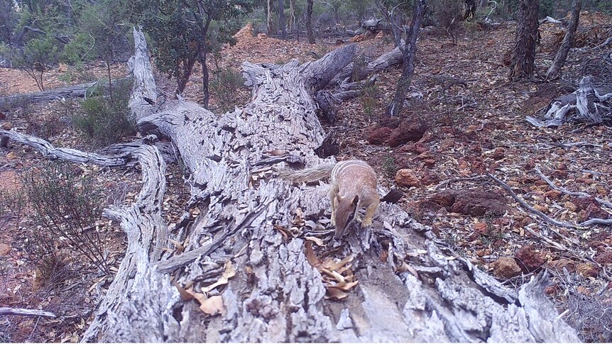 A numbat climbing along a fallen log in the forest. 