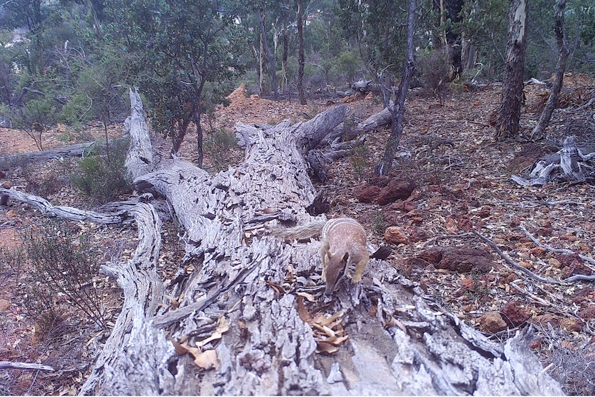 A numbat climbing along a fallen log in the forest. 