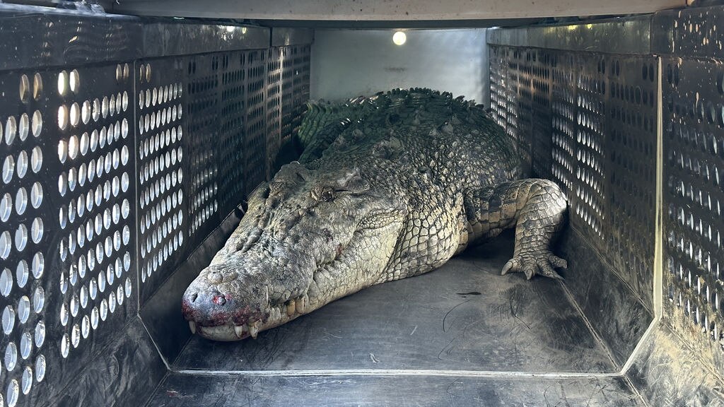 Large crocodile removed from North Queensland marina after lunging at man  on houseboat