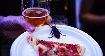 Cockroach on plate