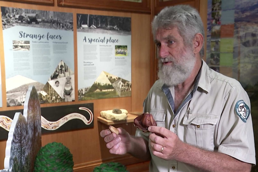 Man talking about bunya cones and holding a bunya nut at Bunya Mountains.