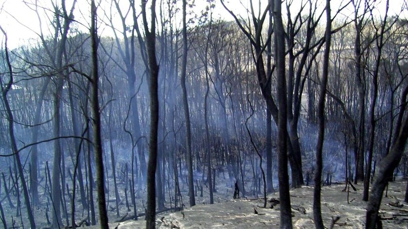 Smoke lingers among the burnt trees and scorched earth at Callignee