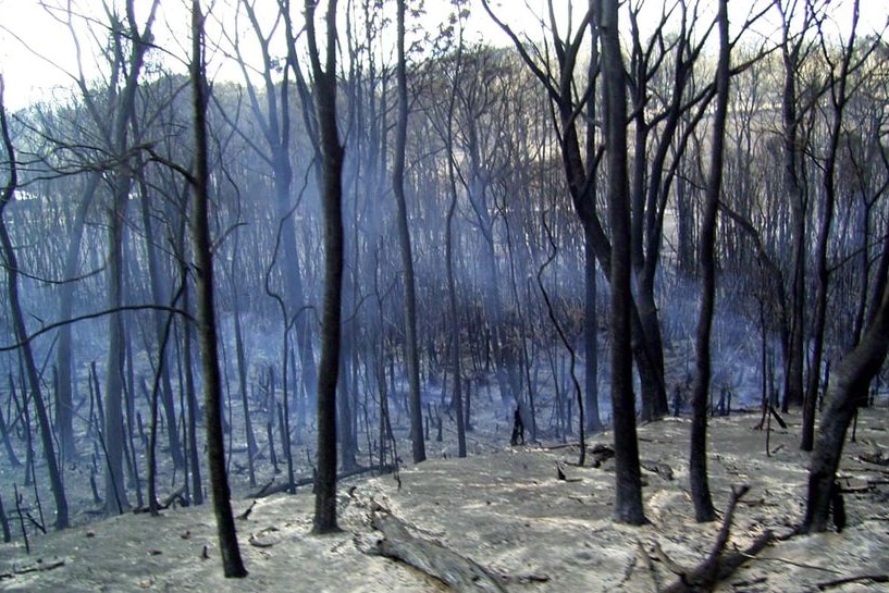 Smoke lingers among the burnt trees and scorched earth at Callignee