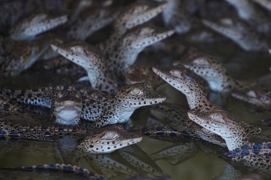 A group of baby crocodiles floating in water. 