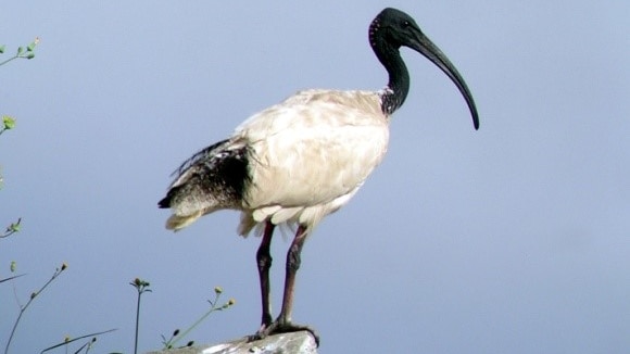 An ibis stands on a perch.
