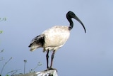 An ibis stands on a perch.