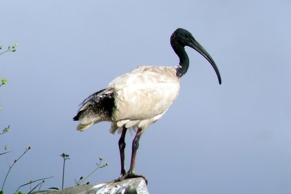 ibis