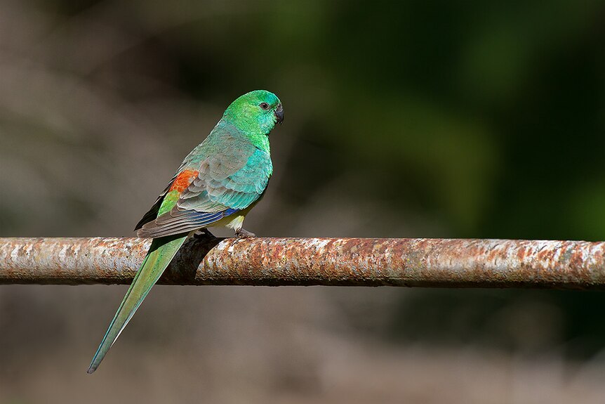 A red-rumped parrot sitting on a branch.