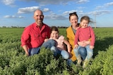 A mum and dad with two children in a lush green lentil paddock.