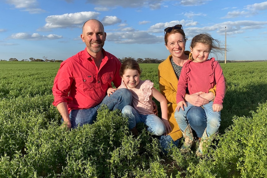 A mum and dad with two children in a lush green lentil paddock.
