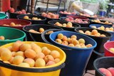 Buckets of Kenmore Park apricots and peaches from the APY lands have been selling in Alice Springs