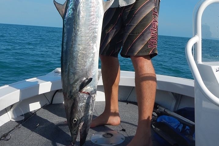 A fine specimen of a Spanish Mackerel