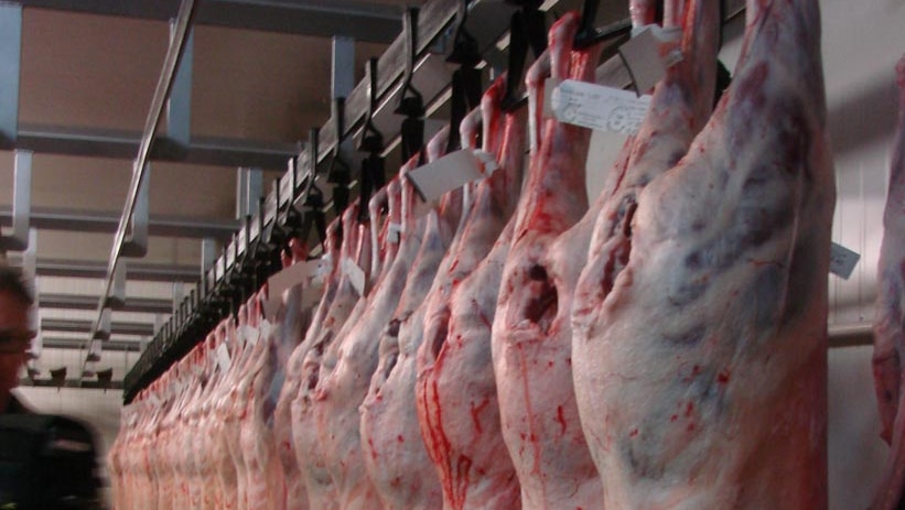 Prime lamb carcases hang in an abattoir