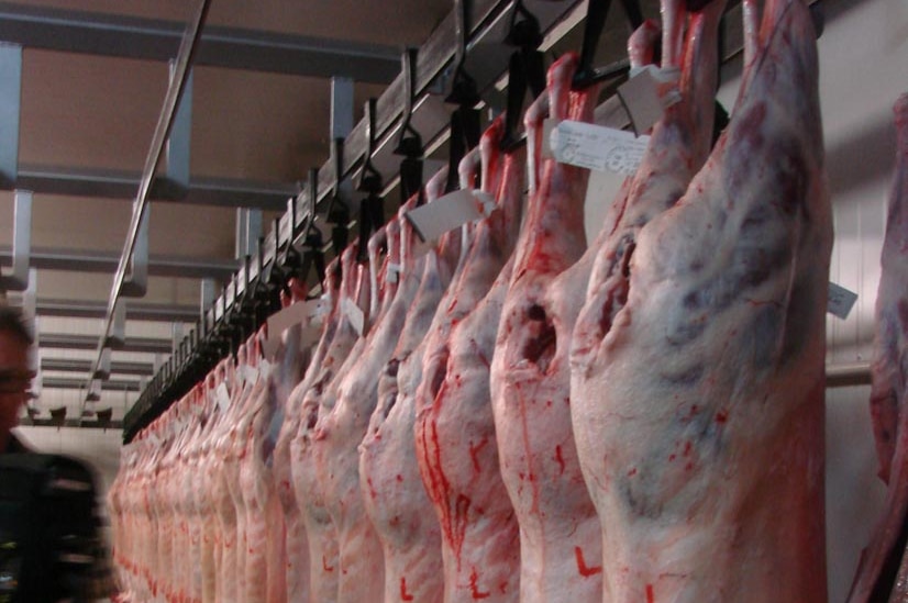 Prime lamb carcases hang in an abattoir