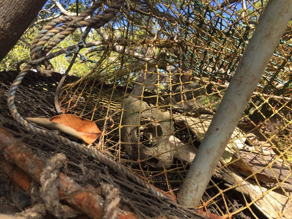 Sea turtle saviour & accidental conservationist - ABC listen