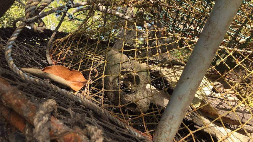 Turtle skull in crabpot in Wellington Point, Brisbane