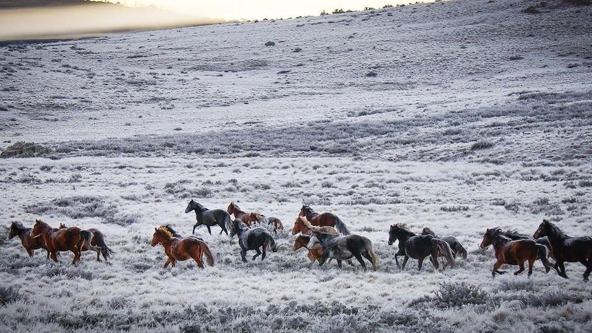 About 17 wild brumbies run across a snowy paddock in the mountains