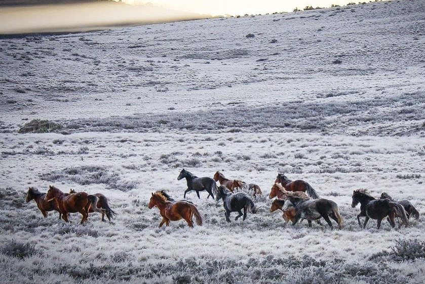 About 17 wild brumbies run across a snowy paddock in the mountains