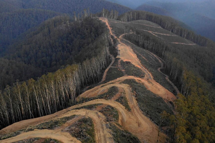 A muddy windy road and felled trees at a logging site on top of a steep hill, surrounded by a tall green forest and mountains.