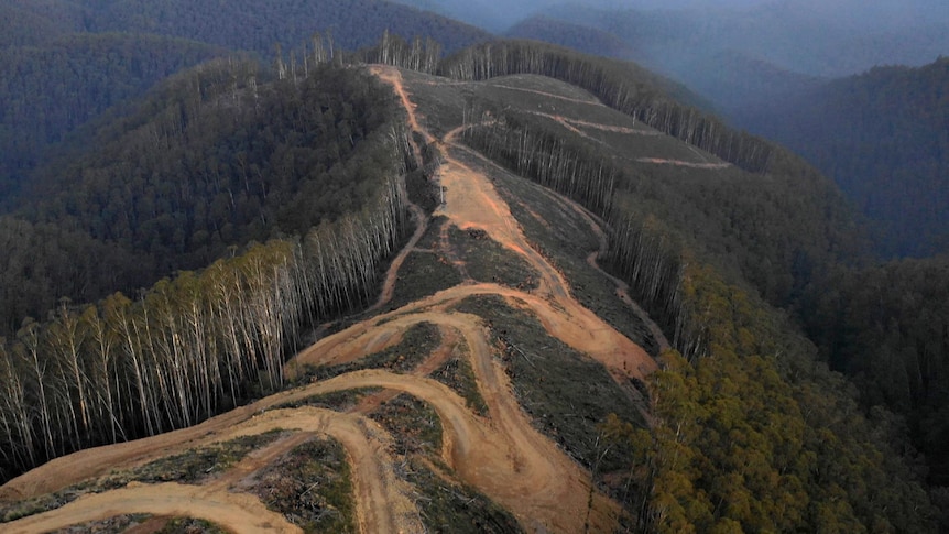 A muddy windy road and felled trees at a logging site on top of a steep hill, surrounded by a tall green forest and mountains.