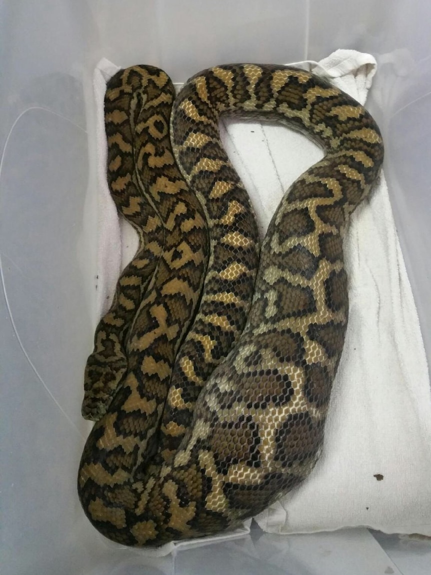 A python that ate a 2-month-old kitten in Rockhampton.