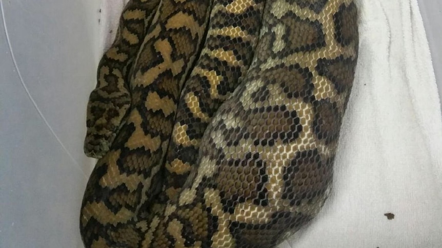 A python that ate a 2-month-old kitten in Rockhampton.