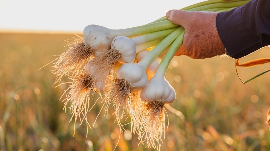A man's hands holding a bunch of freshly harvested garlic in a field.