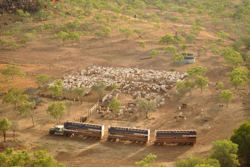 an aerial image of grey Brahmans in a yard at Limbunya Station with a road train.