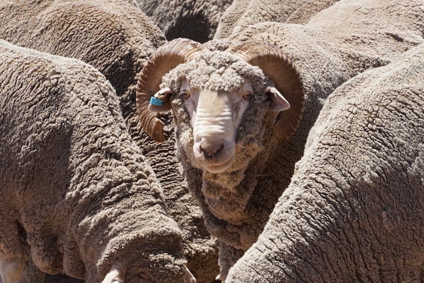 a sheep stands in a paddock looking at a camera