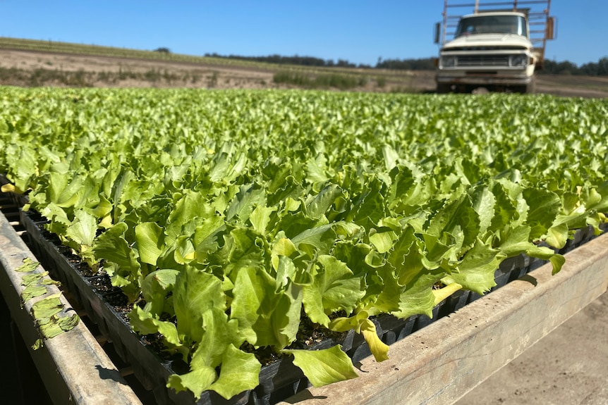 A crop of young lettuce.