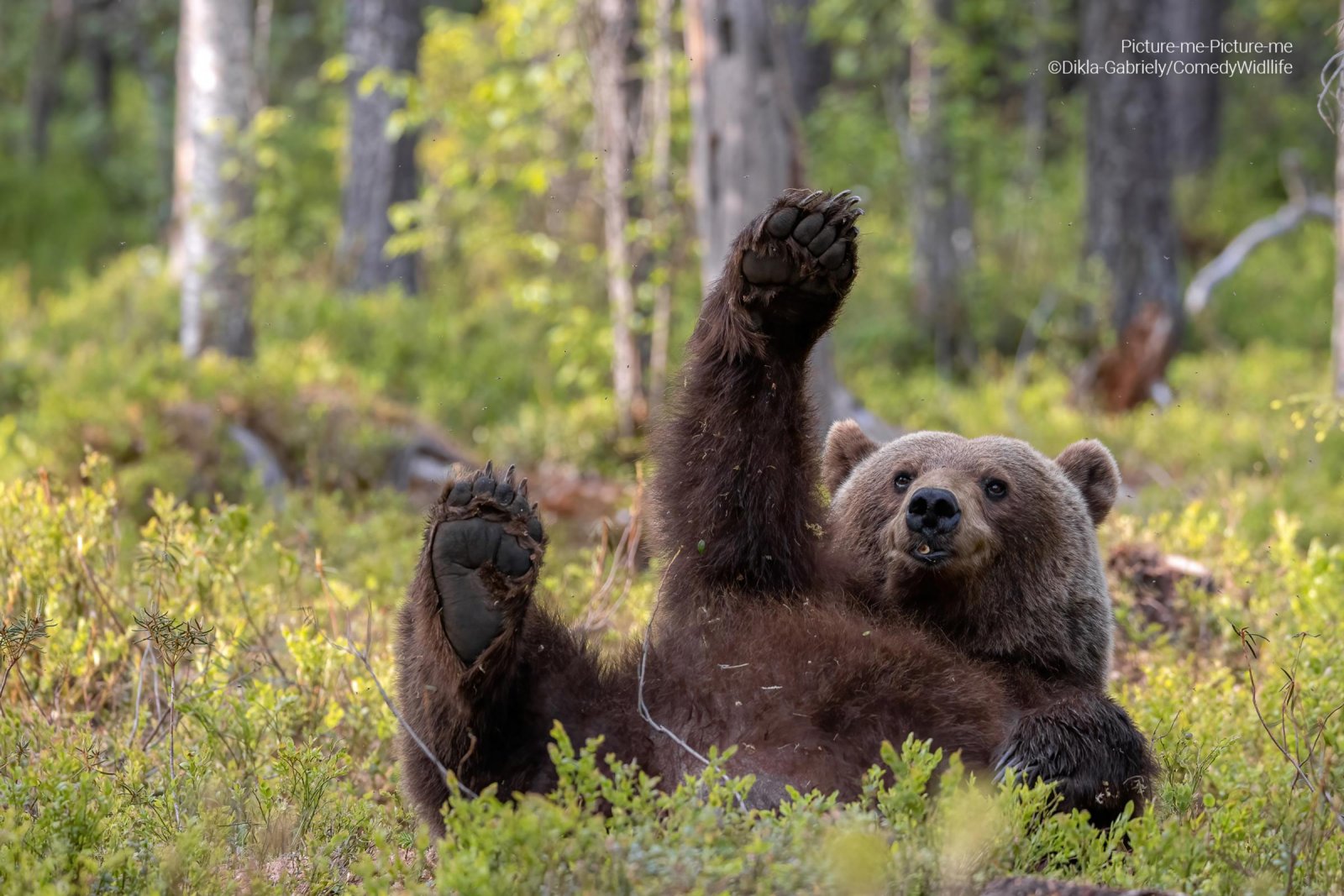 A brown bear lying down in the bush putting his paw up