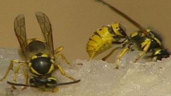 European wasps