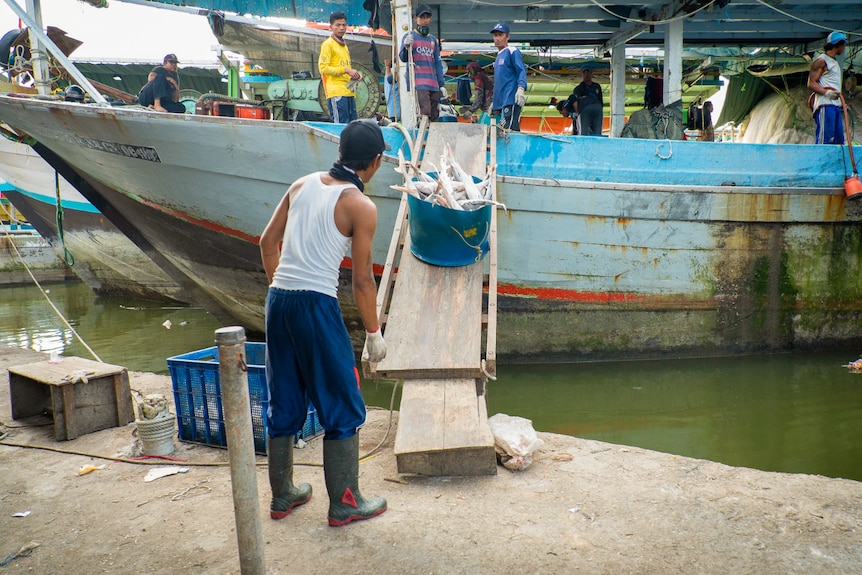 A man stands on a dock while a bucket of baby sharks slides down a plank from a boat