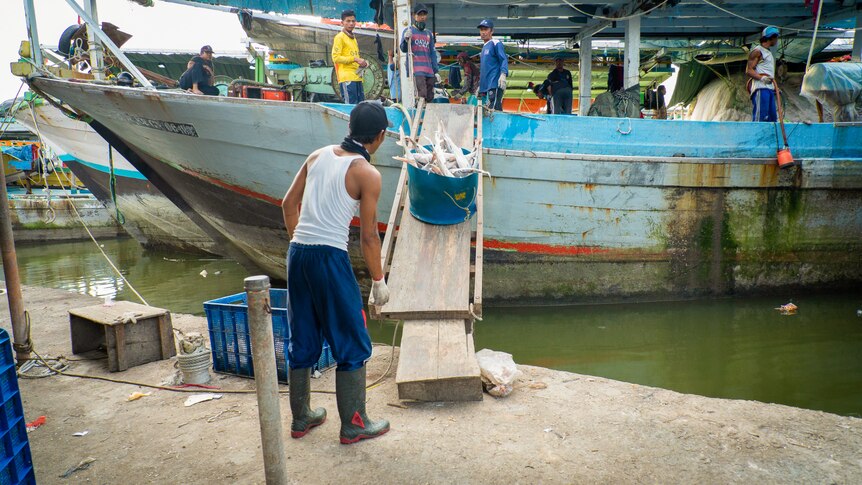 A man stands on a dock while a bucket of baby sharks slides down a plank from a boat