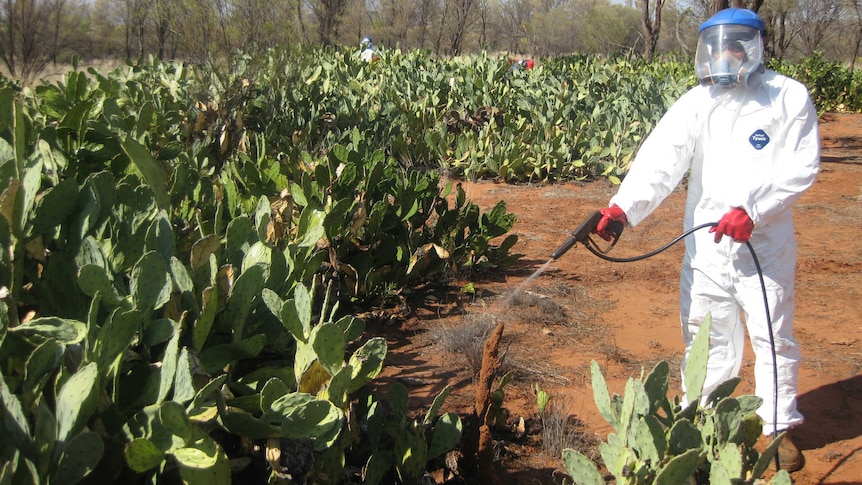 A Tjuwanpa ranger in a full body protective suit sprays prickly pear.