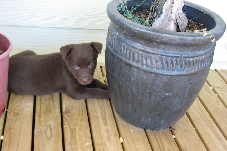 Baby Koko at home in Dunolly in central Victoria before his career as a show dog and movie star.