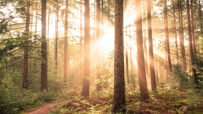 Early morning sun streaming through tall forest trees