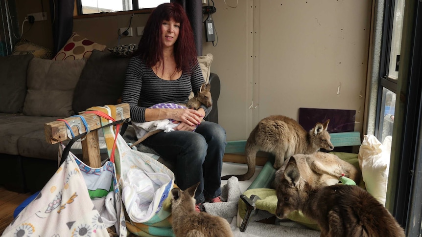 A woman sits on a couch holding a joey, with four others at her feet.