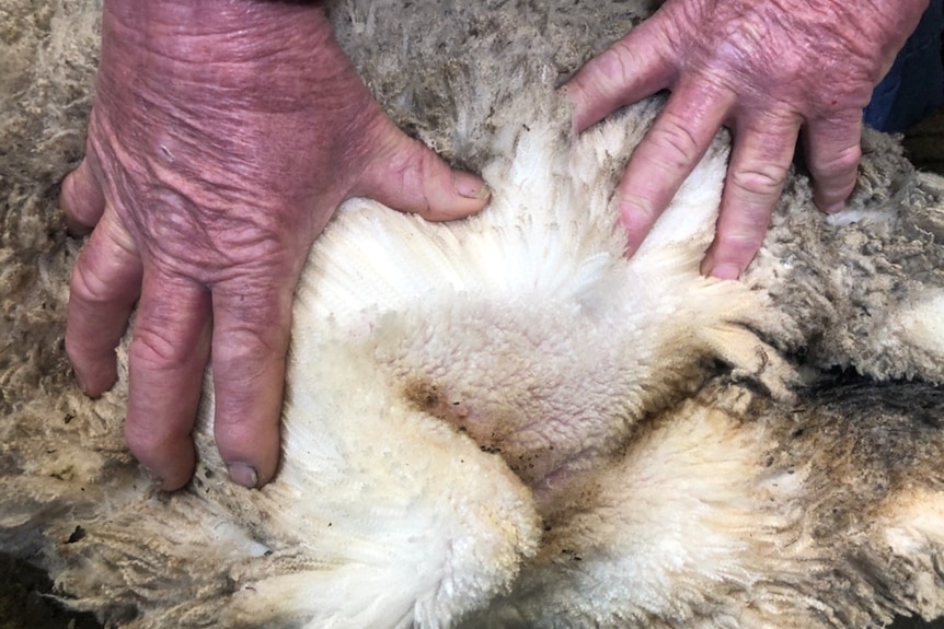 A man's hands hold a sheep to demonstrate its fleece.