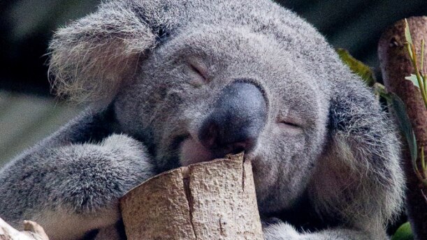 A close-up picture of a koala that appears to be smiling as it sleeps in a gum tree.