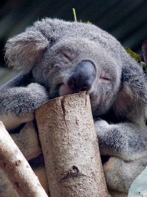 A close-up picture of a koala that appears to be smiling as it sleeps in a gum tree.