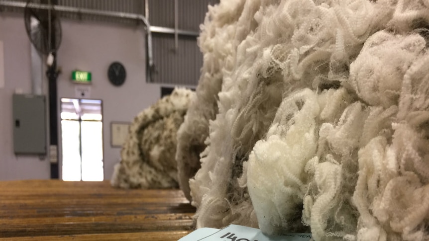 A pile of crimped raw white fluffy wool sits on a wooden classing table in a shearing shed