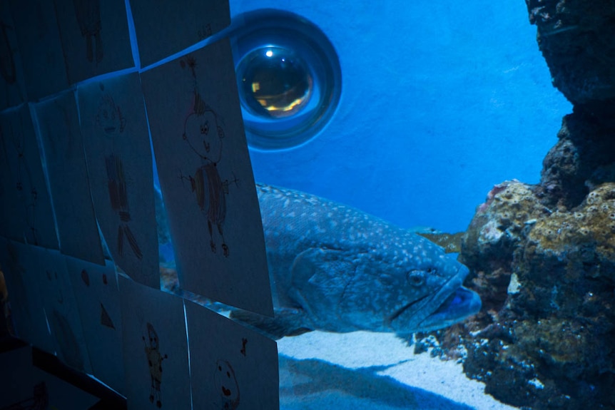 Fish in large tank looking at hand drawn pictures