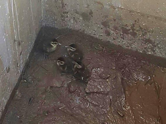 ducklings in the muddy drain at Paralowie